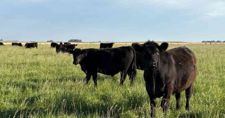 Ganadería, invernada, precios, carne, hacienda