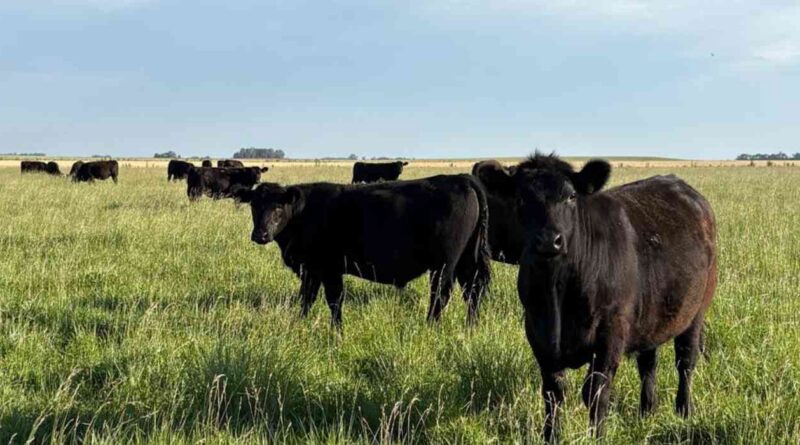 Ganadería, invernada, precios, carne, hacienda