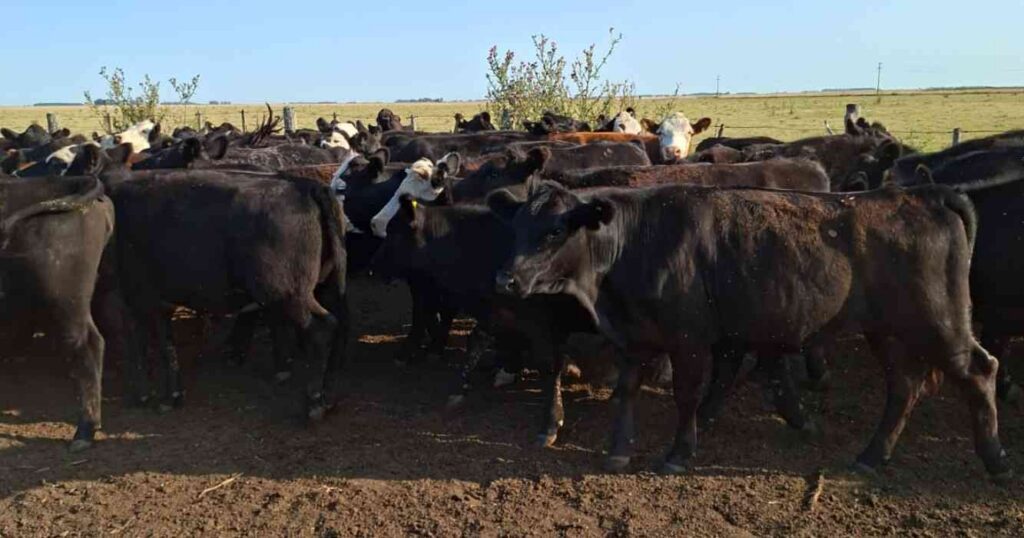 Ganadería, invernada, precios, carne, hacienda