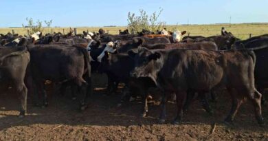 Ganadería, invernada, precios, carne, hacienda