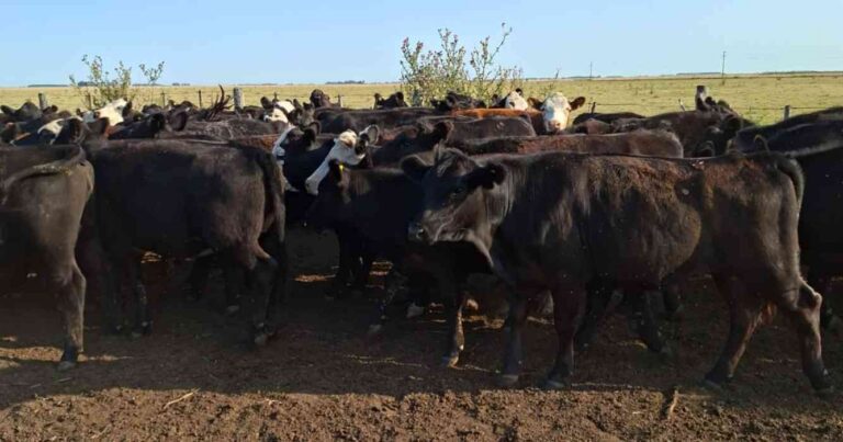 Ganadería, invernada, precios, carne, hacienda
