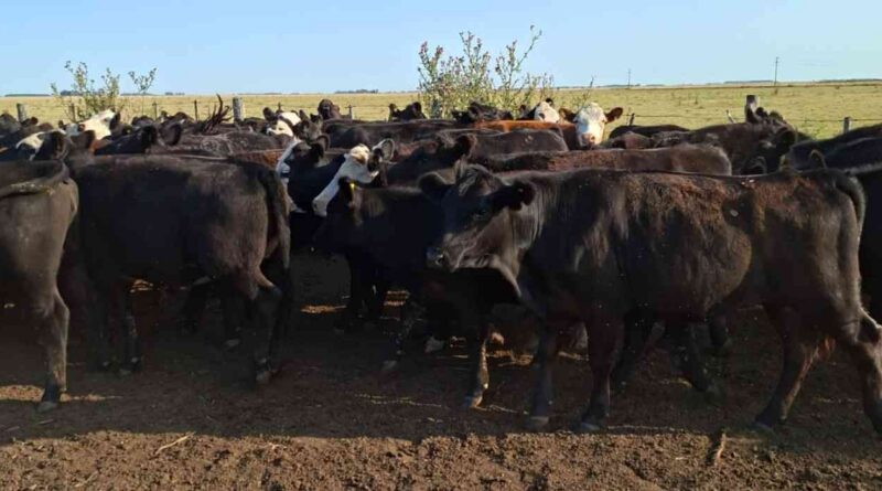Ganadería, invernada, precios, carne, hacienda