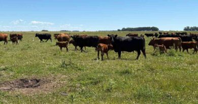 cría, Ganadería, invernada, precios, carne, hacienda