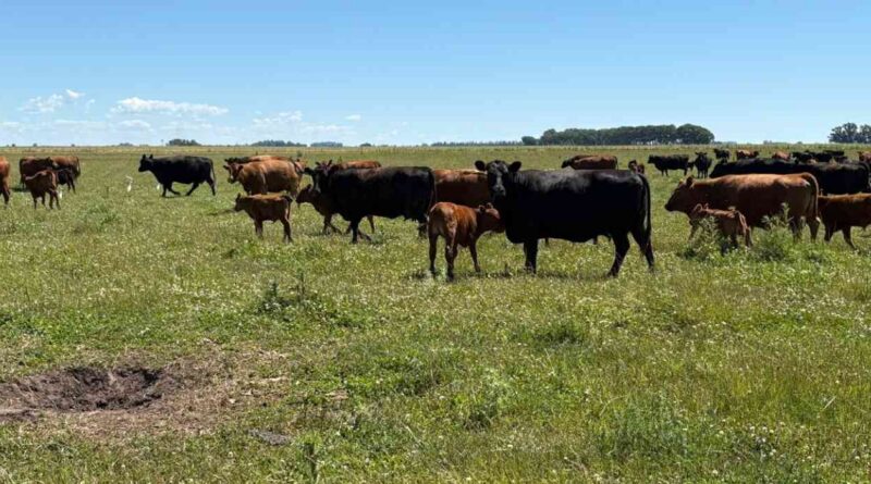 cría, Ganadería, invernada, precios, carne, hacienda