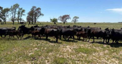 Ganadería, invernada, precios, carne, hacienda