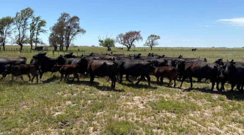 Ganadería, invernada, precios, carne, hacienda