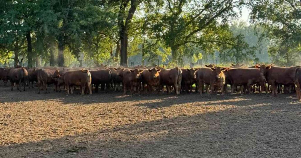 Ganadería, invernada, precios, carne, hacienda