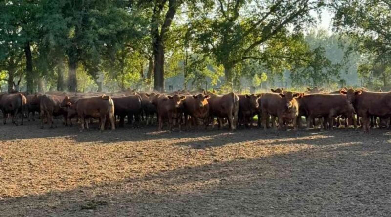 Ganadería, invernada, precios, carne, hacienda