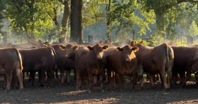 Ganadería, invernada, precios, carne, hacienda