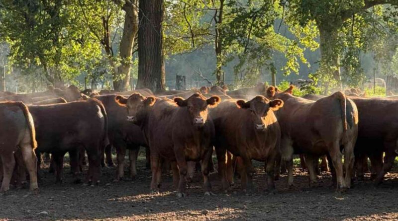 Ganadería, invernada, precios, carne, hacienda