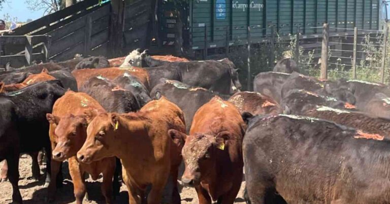 Ganadería, invernada, precios, carne, hacienda
