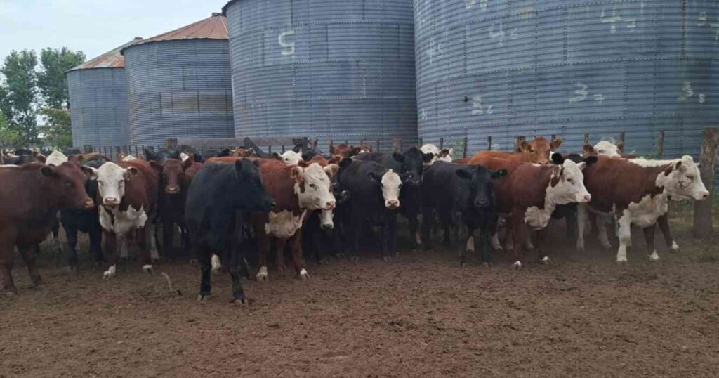 Ganadería, invernada, precios, carne, hacienda