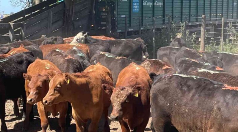 Ganadería, invernada, precios, carne, hacienda