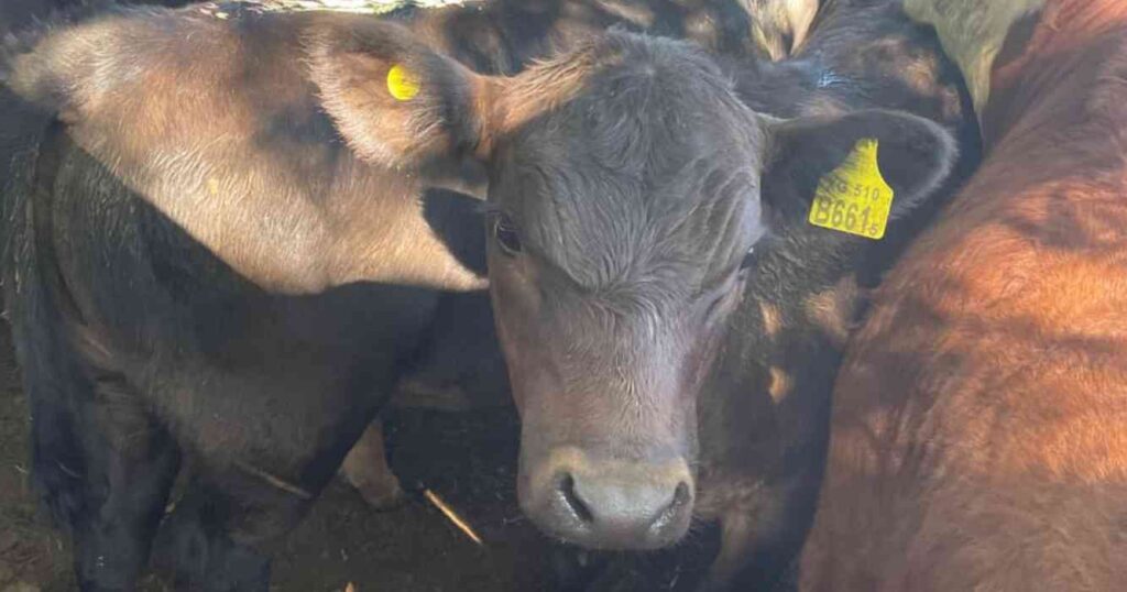 Ganadería, invernada, precios, carne, hacienda
