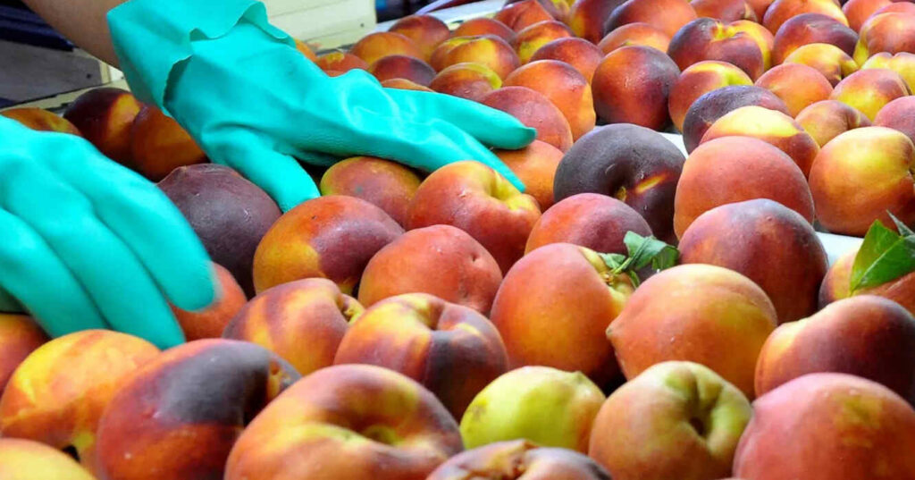 Frutas de Carozo