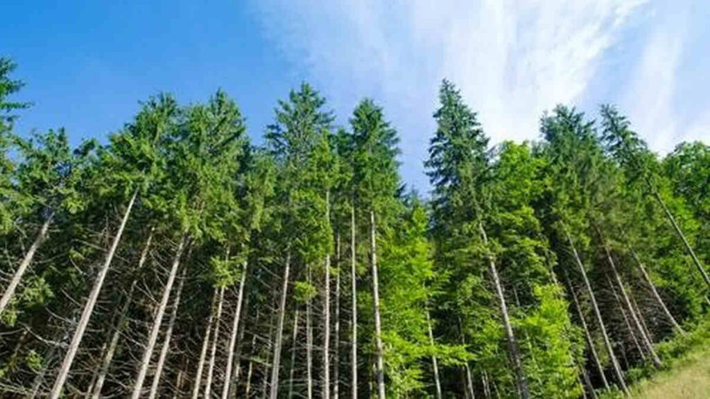 Industria Forestal, Pinos