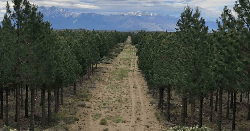 Industria Forestal, pinos