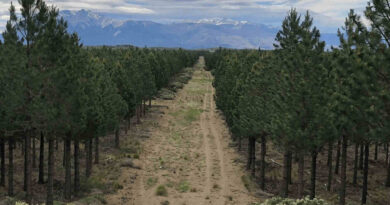 Industria Forestal, pinos