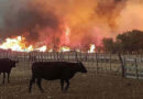 La Pampa, incendios
