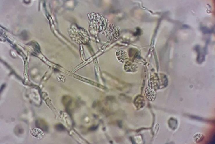 maíz, genes, genoma