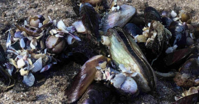 Marea Roja, Mariscos