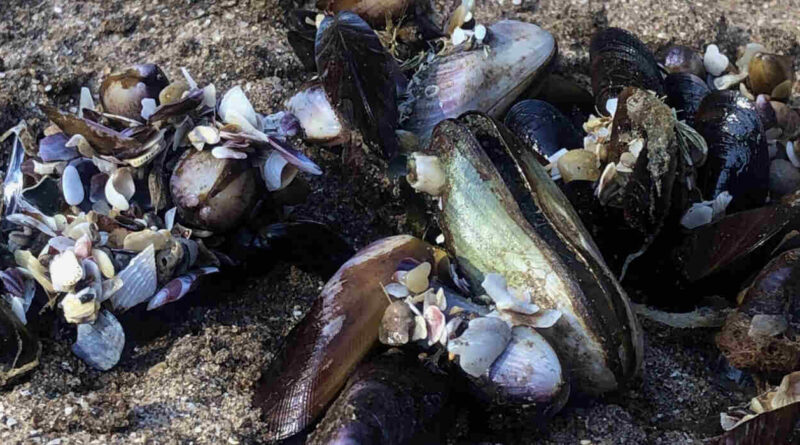 Marea Roja, Mariscos