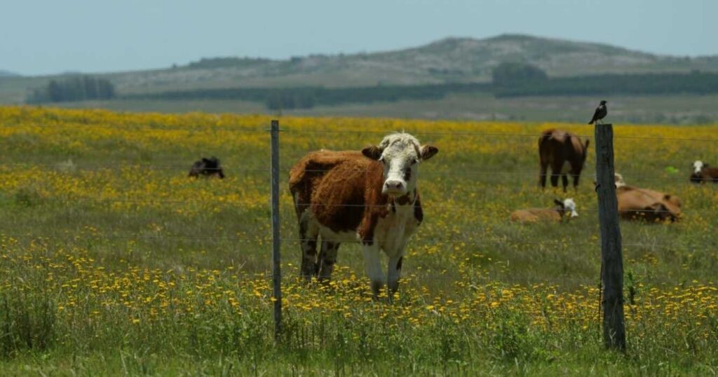Pastizales, Ganadería