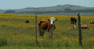 Pastizales, Ganadería