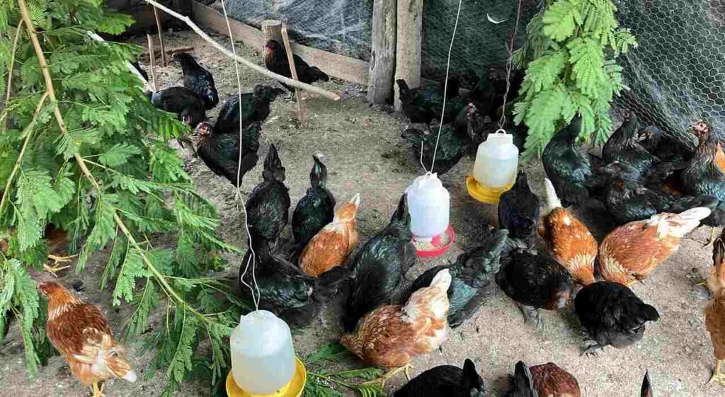 Ponedoras, Negra INTA