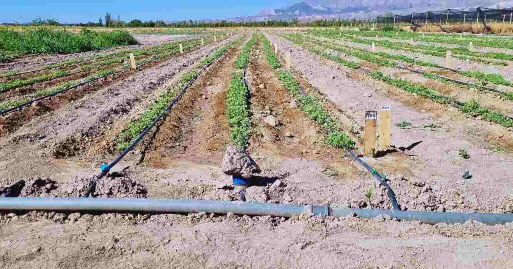 Quinua, riego
