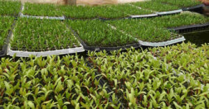 Renfo, Fitosanitarios