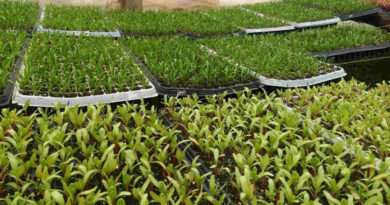 Renfo, Fitosanitarios