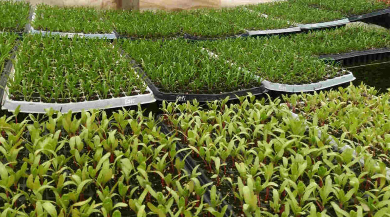 Renfo, Fitosanitarios