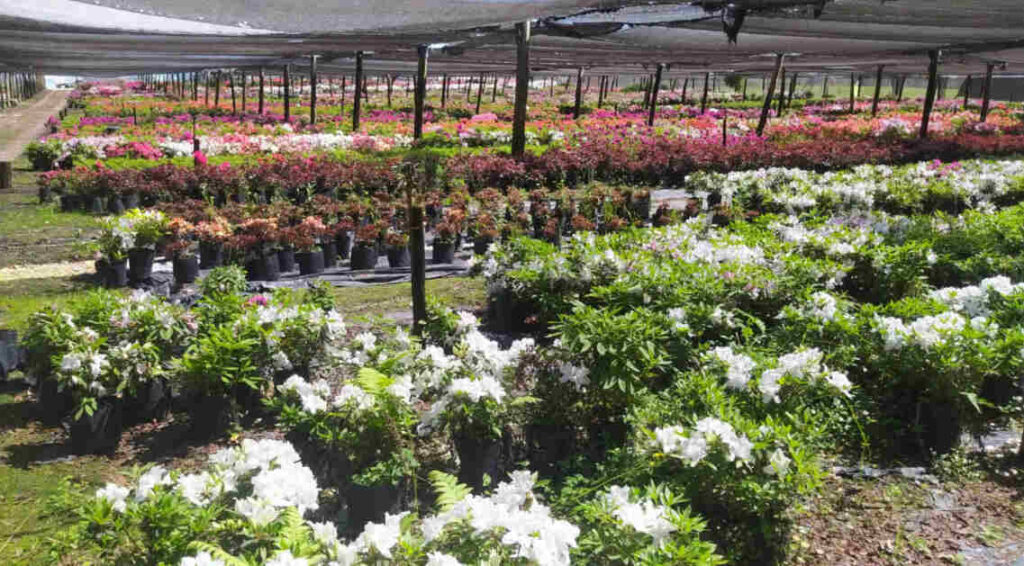 Renfo, Fitosanitarios