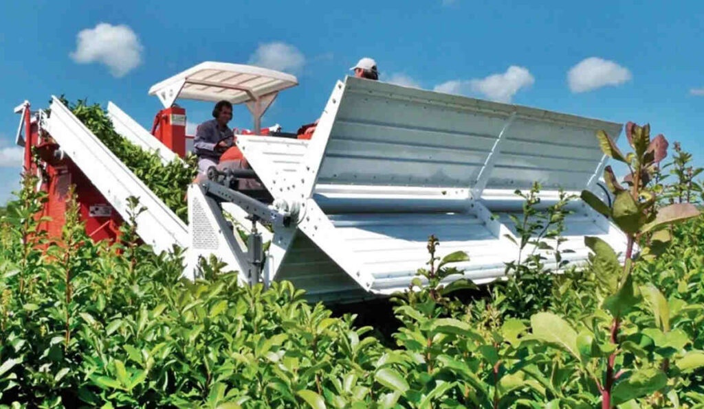 Yerba Mate, Cosecha Mecanizada