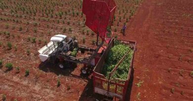 Yerba Mate, Cosecha Mecanizada