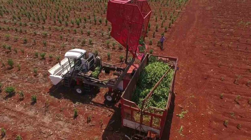 Yerba Mate, Cosecha Mecanizada