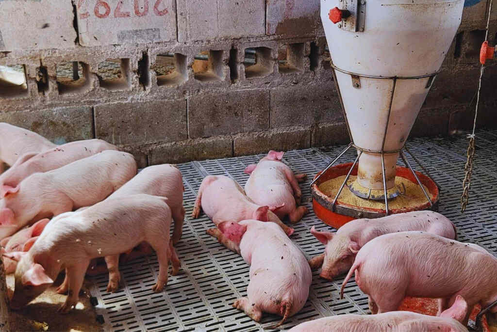 Alperujo, Cerdo, sector porcino