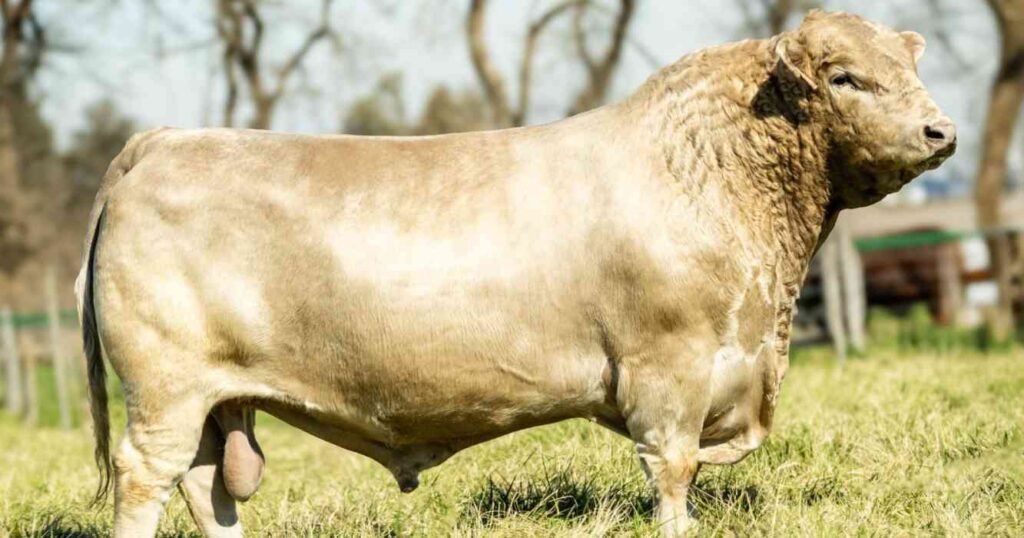 Ganadería, toro, murray grey