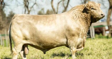 Ganadería, toro, murray grey