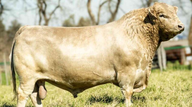 Ganadería, toro, murray grey