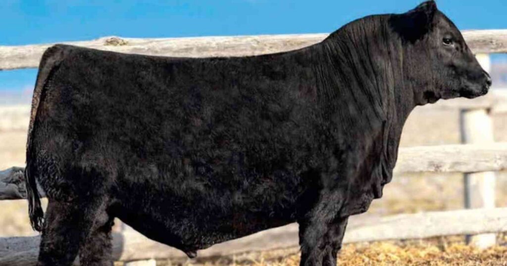 Angus, Estados Unidos