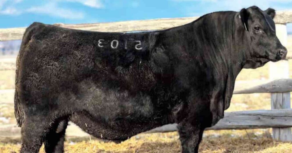 Angus, Estados Unidos