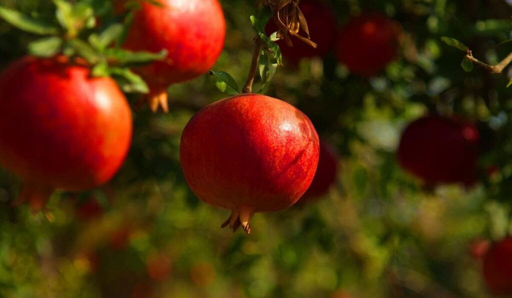 Granadas, fruta