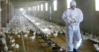 Influenza Aviar, Chile