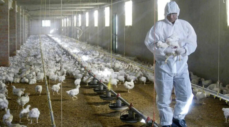 Influenza Aviar, Chile