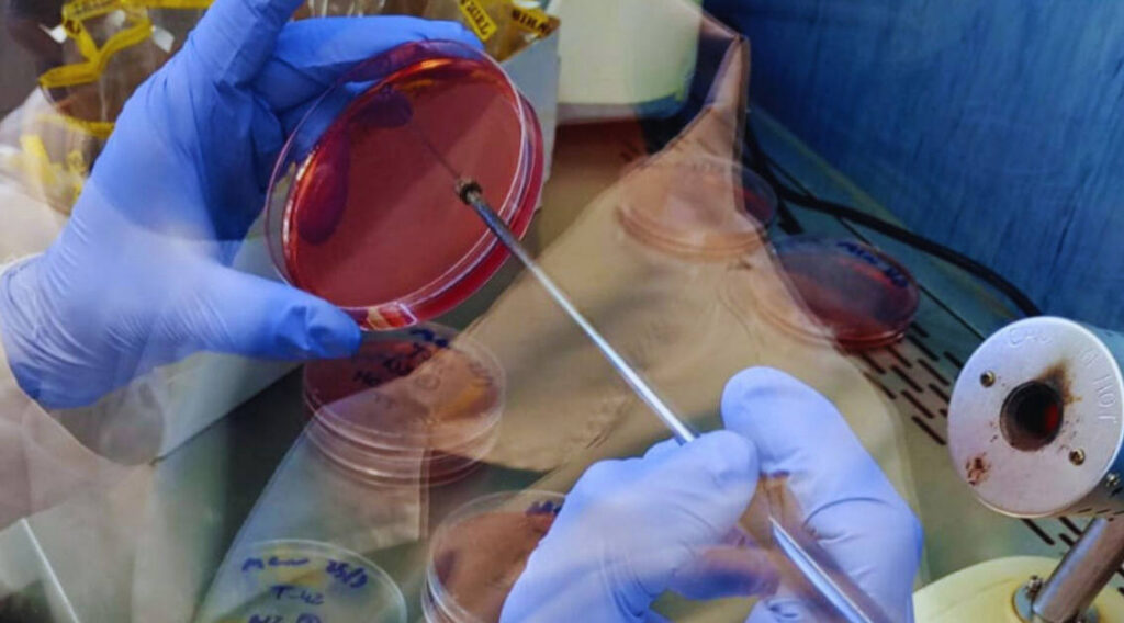 Avícola, INTA, Senasa