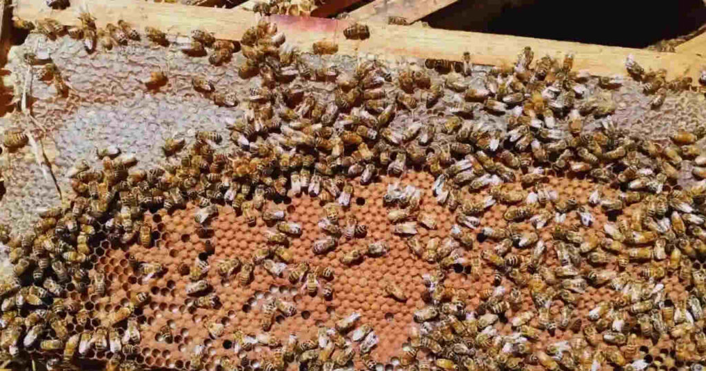 Colmenas, Abejas, Apicultura