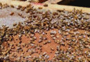 Colmenas, Abejas, Apicultura