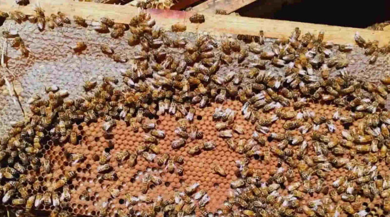 Colmenas, Abejas, Apicultura